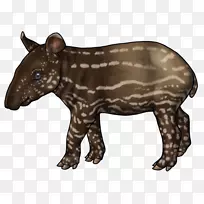 绒毡嘴陆生动物毛皮食肉-空若网 绒毡嘴陆生动物毛皮食肉-空若网