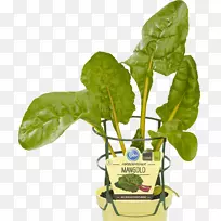 甜菜普通蔬菜菠菜甜菜根蔬菜-空若网 甜菜普通蔬菜菠菜甜菜根蔬菜-空若网