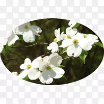 山茱萸-空若网 山茱萸-空若网