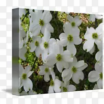 ���꿪��ֲ��Ұ��-ɽ����-������