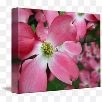 ľ���طۺ�mֲ�ﾥ�ݱ�ֲ��-ɽ����-������