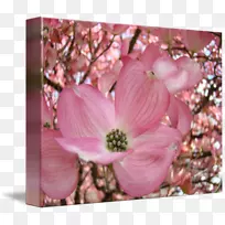 ������ɽ�������ۺ�ɫ�Ļ�-��-������