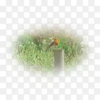 �����粶Ӭ���Ͽ-������