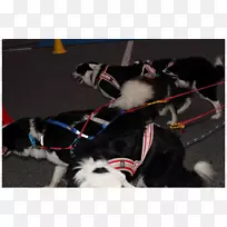 狗带鼻-狗-空若网 狗带鼻-狗-空若网