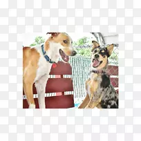 犬种-空若网 犬种-空若网