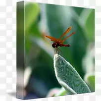 蜻蜓网翅昆虫翼蜻蜓-空若网 蜻蜓网翅昆虫翼蜻蜓-空若网
