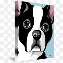 波士顿猎犬繁殖澳大利亚猎犬非运动团体波士顿猎犬-空若网 波士顿猎犬繁殖澳大利亚猎犬非运动团体波士顿猎犬-空若网