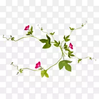 藤本植物画花.古董首饰载体材料-空若网 藤本植物画花.古董首饰载体材料-空若网