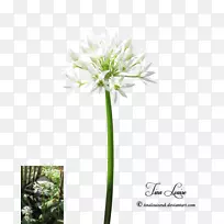 切花植物茎开花植物-空若网 切花植物茎开花植物-空若网