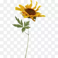 向日葵风景画博客-空若网 向日葵风景画博客-空若网