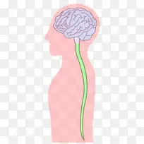 中枢神经系统神经元脊髓脑-空若网 中枢神经系统神经元脊髓脑-空若网