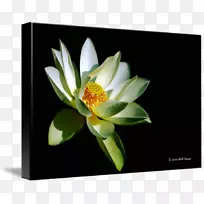 开花植物-白莲花-空若网 开花植物-白莲花-空若网