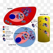 ��������bϸ����ϸ���ܰ�ϵͳ-������