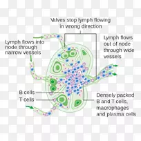 淋巴结淋巴系统人体图-心脏-空若网 淋巴结淋巴系统人体图-心脏-空若网