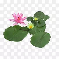 睡莲-百合纹理映射植物-莲藕-空若网 睡莲-百合纹理映射植物-莲藕-空若网