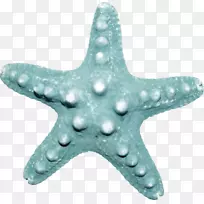 海星海棘皮动物-海星-空若网 海星海棘皮动物-海星-空若网