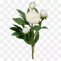 切花-空若网 切花-空若网