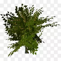 嫩叶-空若网 嫩叶-空若网