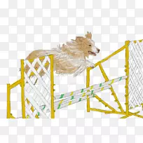 犬鼻-空若网 犬鼻-空若网