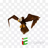 秃鹰喙鹰-空若网 秃鹰喙鹰-空若网