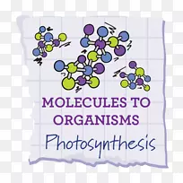 科学、技术、工程和数学计划检查厨房+条形光合作用学校-光合效率-空若网 科学、技术、工程和数学计划检查厨房+条形光合作用学校-光合效率-空若网