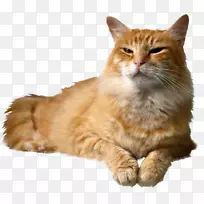 è���ﹷС��è-������