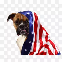 犬种拳击手谷斗牛犬鼻子-空若网 犬种拳击手谷斗牛犬鼻子-空若网