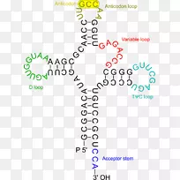 转RNA氨基酸遗传学RNA病毒-RNA-空若网 转RNA氨基酸遗传学RNA病毒-RNA-空若网