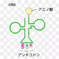 转移RNA生物抗密码子RNA-空若网 转移RNA生物抗密码子RNA-空若网