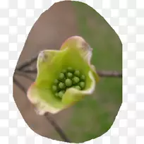 近距离水果玉米-空若网 近距离水果玉米-空若网