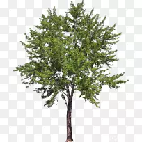 �Ĵ����Ǳ�����ľɭ�ֽ���ͼ��-������