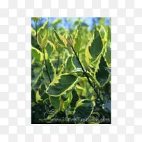 ��ɽ����Ҷ��ľ����ɽ��������-������