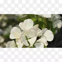 绣球花-空若网 绣球花-空若网