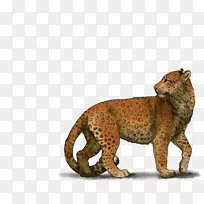 猎豹美洲狮陆地动物野生动物猎豹-空若网 猎豹美洲狮陆地动物野生动物猎豹-空若网