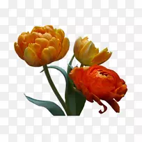 花卉设计花瓣剪贴画-牡丹-空若网 花卉设计花瓣剪贴画-牡丹-空若网