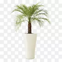 矮枣、棕榈树、海参属植物-枣棕榈-空若网 矮枣、棕榈树、海参属植物-枣棕榈-空若网