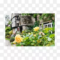 ԰�ֿ���ֲ��-��ƺ��-������