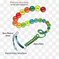 蛋白质结构蛋白质折叠生物学-空若网 蛋白质结构蛋白质折叠生物学-空若网