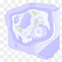 植物细胞有机体设计-空若网 植物细胞有机体设计-空若网