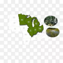 Ʒ��Ҷ-������