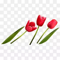 郁金香花束-一束花-空若网 郁金香花束-一束花-空若网