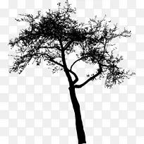 Ê÷Ö¦ÌùÖ½-¿ÕÈôÍø Ê÷Ö¦ÌùÖ½-¿ÕÈôÍø