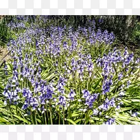 英国薰衣草风信子-空若网 英国薰衣草风信子-空若网