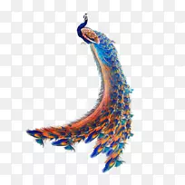 鸟孔雀-空若网 鸟孔雀-空若网