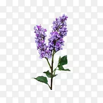 Ӣ��޹�²��϶�����ͨ��β���϶���-������