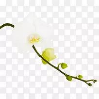 摄影兰花-空若网 摄影兰花-空若网