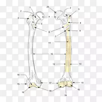 ֱ�ߵ��Ь��-������