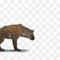 猫陆生动物美洲狮毛野生动物-猫-空若网 猫陆生动物美洲狮毛野生动物-猫-空若网