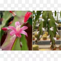 十字花科植物仙人掌-空若网 十字花科植物仙人掌-空若网