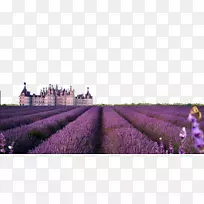 戈壁沙漠薰衣草油普罗旺斯-薰衣草梦想-空若网 戈壁沙漠薰衣草油普罗旺斯-薰衣草梦想-空若网